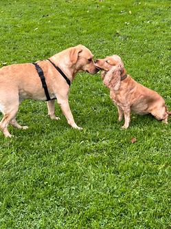 Pampered Pets Dog Park Dog field / facility