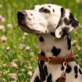 Dalmatian dog with brown collar in field. The Dog Friendly Map