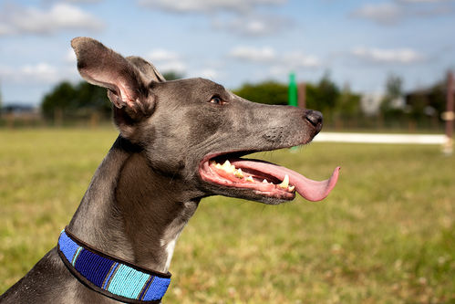 St Andrews Dog Run Dog field / facility