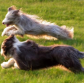 Two dogs running on grass, action shot, dog friendly, The Dog Friendly Map
