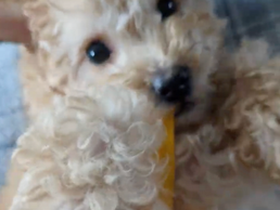 A dog playing with a yellow dog toy