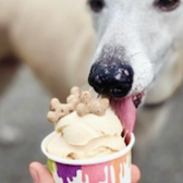 Dog enjoying ice cream in a cup with dog biscuits on top.