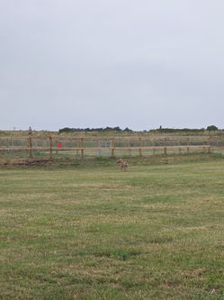 Soham Dog Park Google Maps photo