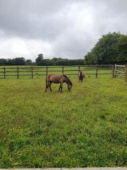 Exmoor Pony Centre Exterior