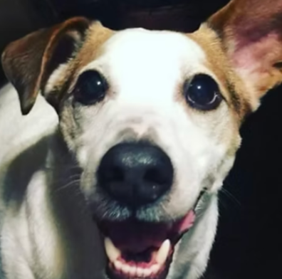 The Golden Eagle Free House