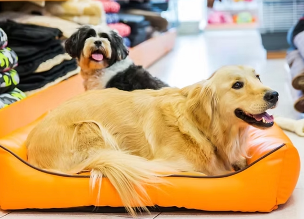 The Ark Strawberry Fields