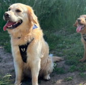 Golden Retriever dogs sitting in grass, enjoying the sunny day outside.
