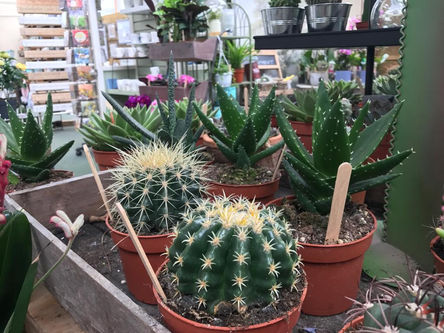 Manorbier Garden Centre Interior