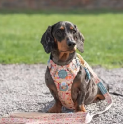 Barks and Bubbles Boutique