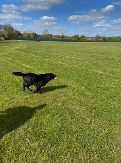 Willow Paws Paddock Facility / service area