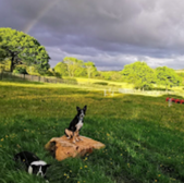 Two dogs in a field with a rainbow, Bude, dog friendly Bude.