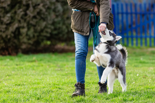 Marton Meadow Dog Walking Field Dog field / facility