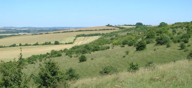 Cockey Down Wide venue scene