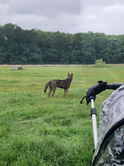 Marham & Shouldham Dog Field Dog field / facility