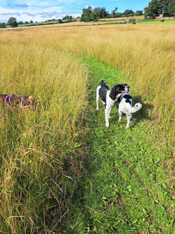 Alnwick Bark Park Facility / service area