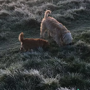 Bankside Farm Dog Exercise Field
