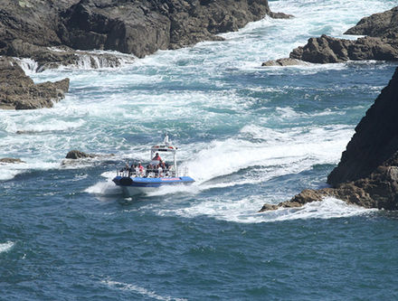 Ramsey Island Boat Trips Venue / activity
