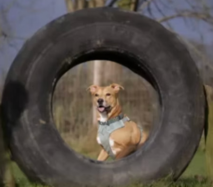 Larches Dog Fields Thornbury