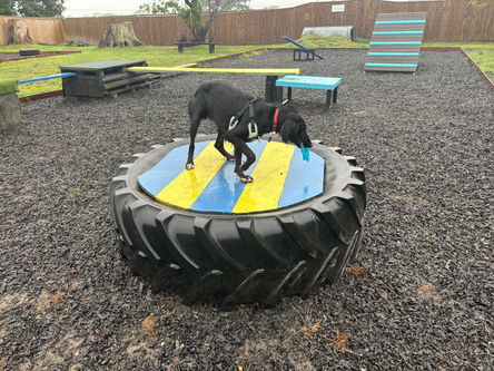 Oak Paddock Dog field / facility