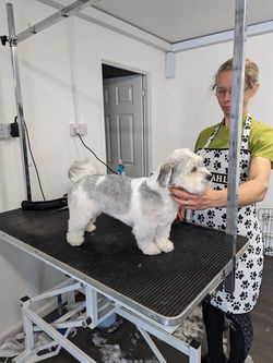 Cornwall Canine Centre Facility / service area