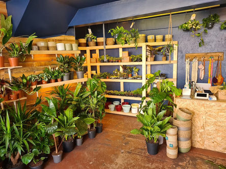 The Jungle Club Plant Shop Interior