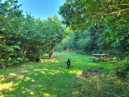 Wiggly Woods - Secure Woodland for Dogs Facility / service area