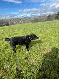 The Dog Walking Field - Wilsden Facility / service area