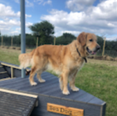 Golden Retriever on a platform,