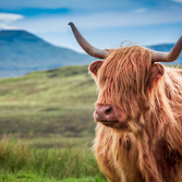 Highland Cow with large horns and a shaggy fringe