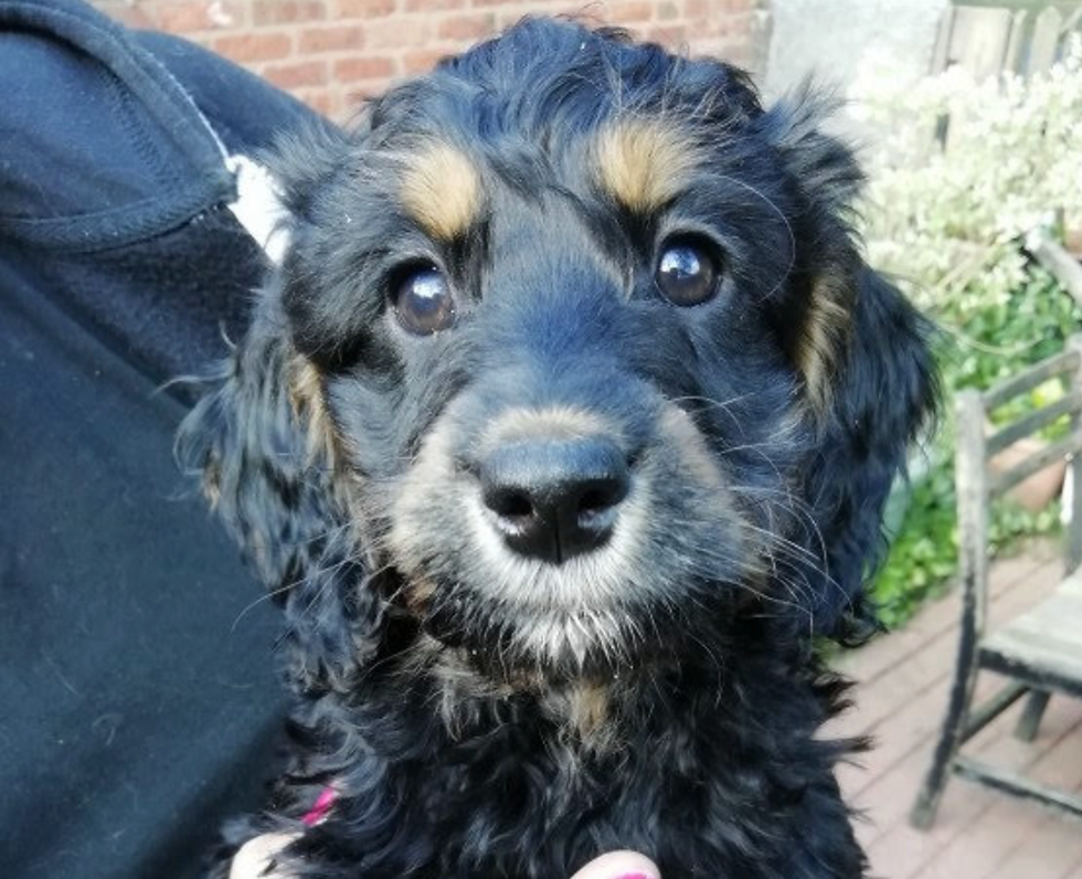 A black and brown puppy