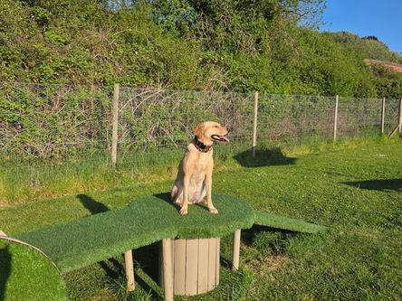 Dance's Dog Paddock Facility / service area