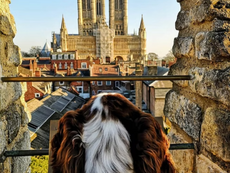Dog looking at Lincoln Cathedral from a stone wall, beautiful cityscape background.