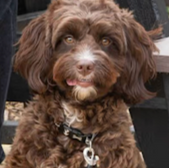 Adorable brown dog with a unique expression, looking directly at you.