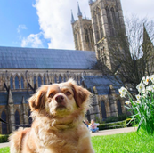 Dog poses in front of Lincoln Cathedral; dog friendly Lincoln on a sunny day.