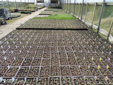 Horns Garden Centre Interior