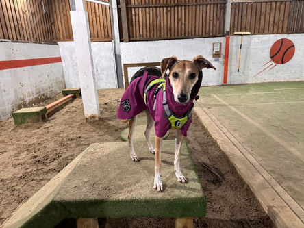 Oxford Secure Dog Walking Field Dog field / facility