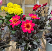 Vibrant pink flowers with yellow centers, potted, in front of a blurred background.