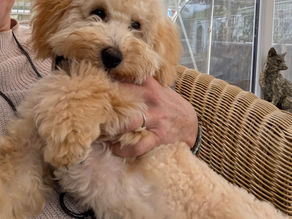 The Embarrassing Adventures of Shopping with My Puppy