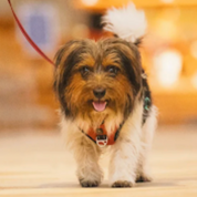 Adorable dog on a leash smiling; dog friendly days out in the park.