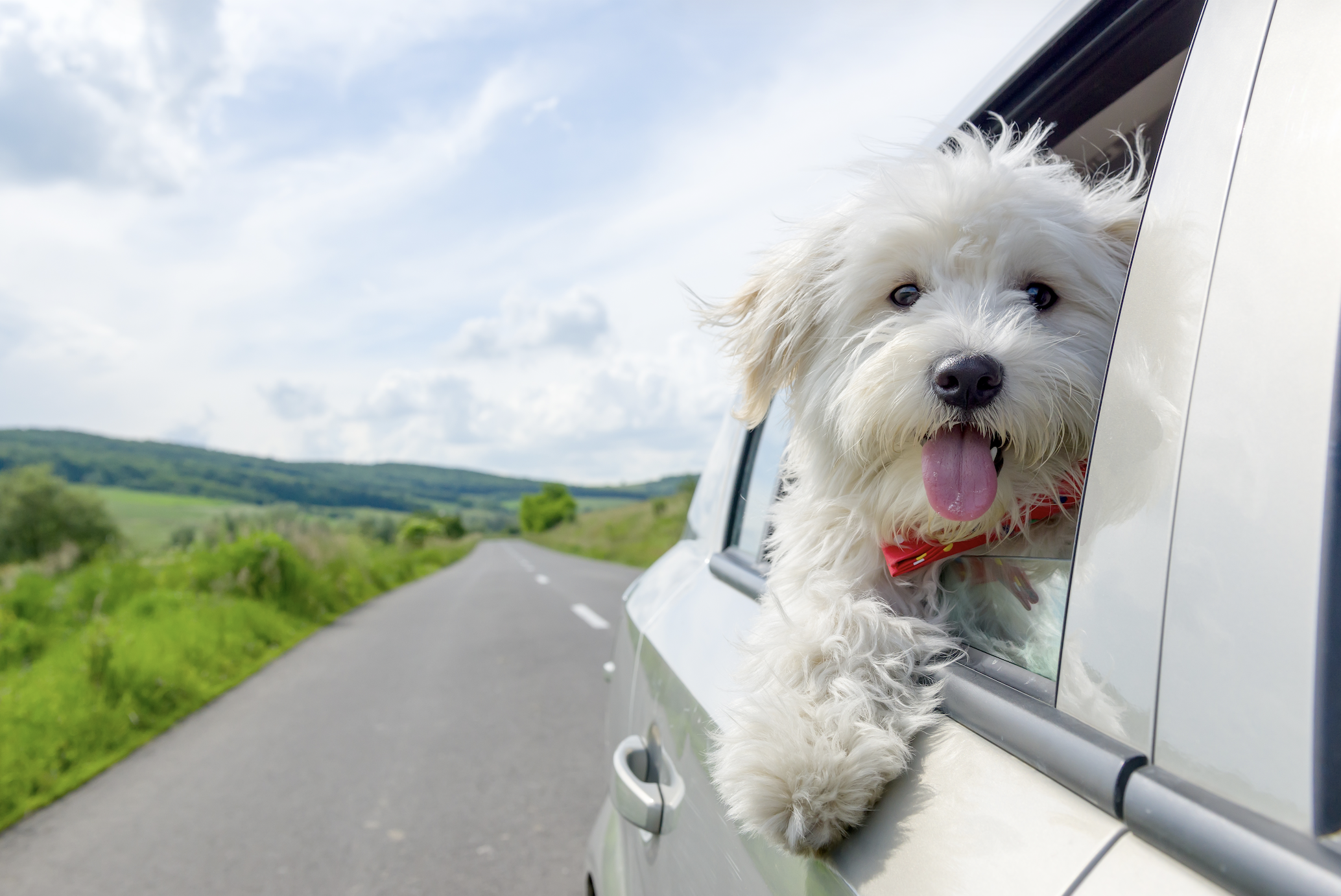 Bichon Frise Looking out of car window with its tongue hanging out