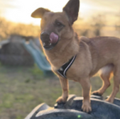 Dog stands licking lips on tire, smiling in the sunset, Cleethorpes context.