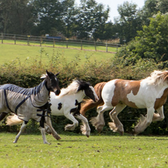 Three horses galloping across a grassy field under a sunny sky.