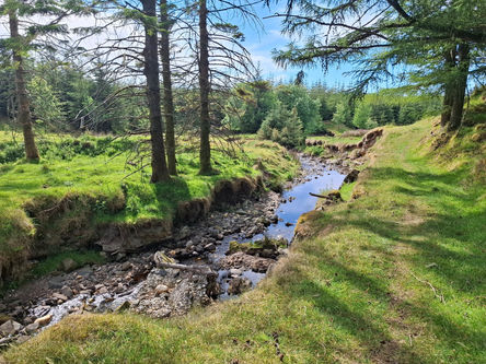 Ballypatrick Forest Wide venue scene