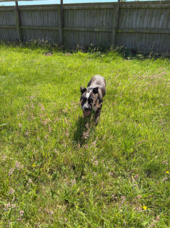 The Paddocks Freedom Field Dog field / facility
