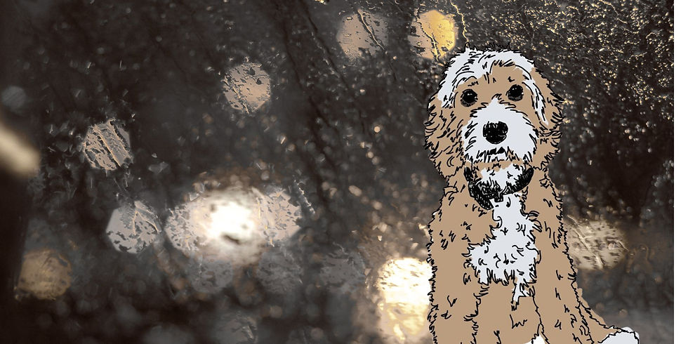 Dog sitting patiently, looking ahead with blurred background and bokeh lights.