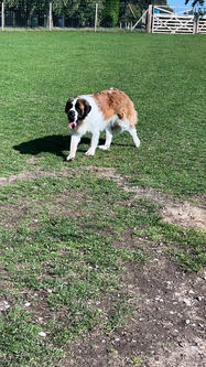 Walkies Dog Field Facility / service area