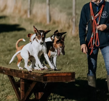 Mocketts Farm Dog Field