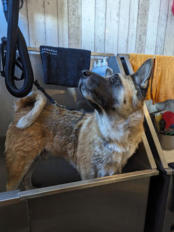 Jack & Maggie's Natural Pet Store Facility / service area