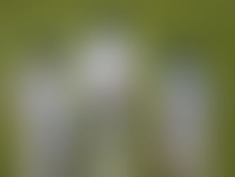 Serie de los Blue Jays pospuesta por COVID-19