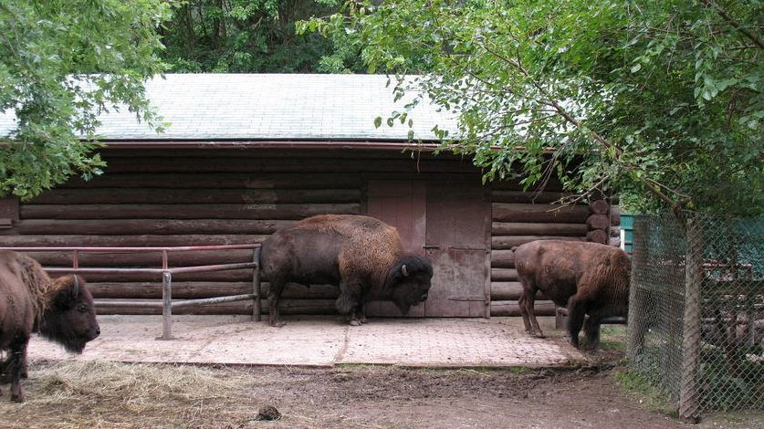 La granja de Riverdale y el zoológico de High Park abren este fin de semana.
